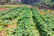 Plantação de alface antes da geada