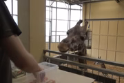 Os pesquisadores trabalharam com quatro girafas para chegarem à conclusão