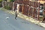 Vídeo flagrou maus-tratos contra cadela