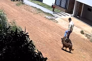 Nas imagens, ele aparece ao chutar focinho do animal