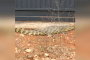 Animal pode ter conseguido entrar em casa depois que muro caiu