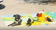 Marcados pela situação de isolamento social, a família decidiu dar o nome de “Quarentena” para a cachorrinha