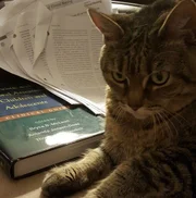 A companhia dos pets tem sido necessária durante o isolamento