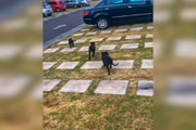Pit-bulls filhotes soltos em condomínio