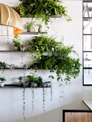 Inclusive na pandemia de coronavírus. Em 2020, o setor de plantas e flores fechou com crescimento de 10% no faturamento, movimentando R$ 9,6 bilhões apenas no Brasil, segundo o Instituto Brasileiro de Floricultura (Ibraflor)