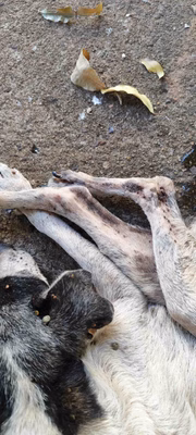 Cães são largados sem comida e água, além de doentes, por tutora em Presidente Prudente (SP)