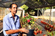 Circuito Rajadinha (Planaltina, DF): A 40 quilômetros da Rodoviária do Plano Piloto, 10 famílias produtoras do Núcleo Rural Rajadinha abrem suas propriedades para visitas. Pássaros exóticos, produtos orgânicos e plantas ornamentais são algumas atrações do roteiro