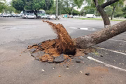Árvore foi arrancada do asfalto pela raiz, na Asa Sul