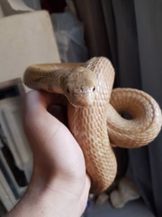 No Brasil, não há Najas, logo, o soro que combate o veneno desse tipo de serpente é raro