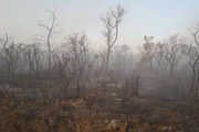 Incêndio florestal na Flona