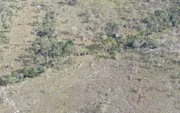Búfalos enfileirados em fazenda de sítio histórico kalunga, em GO