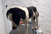 Custos veterinários serão pagos por parente de motorista
