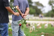 Dia de Finados: Cemitérios do DF recebem milhares para homenagens