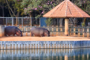 Animais de grande porte também fazem parte do Jardim Zoológico