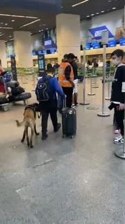 A Gol foi obrigada por determinação judicial a deixar o cão viajar com o dono