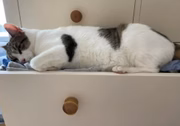 Segundo Sam, o animal de estimação a acordou enquanto ela sofria um ataque cardíaco