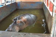 TJDFT decide que elefante, rinoceronte e hipopótamo apreendidos em circo ficarão no Zoo (foto no circo)