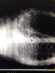 Suspeita era de que animal havia sido ferido por anzóis