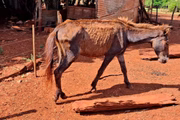 Cavalo alvo de maus-tratos em sítio de Iepê (SP)