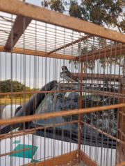 Aves silvestres são devolvidas à natureza após terem sido resgatadas em Narandiba (SP)
