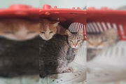 Felinos foram encontrados dentro de caixas de transporte 