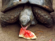 Jabuti se lambuzando com a melancia congelada