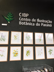 As ilustrações de plantas 
