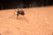 Vacina contra dengue é aplicada no estado em crianças e adolescentes 