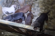A operação resgatou 23 cães vítimas de maus-tratos