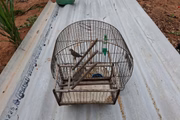 Polícia Ambiental localizou 24 aves silvestres em residência de Álvares Machado (SP)