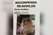 Técnico de manutenção recebeu R$ 6 mil apos achar gato desaparecido