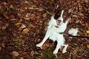 Nina é a border collie de Patrícia e seu esposo, Renato Luiz de Carvalho