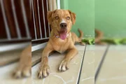 Ela foi tomar banho em um pet shop, e o estabelecimento teria a deixado fugir