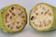 A banana silvestre (Musa balbisiana) era cheia de caroços