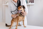 Os exames veterinários são importantes para garantir a saúde do cão