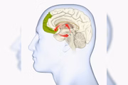 Segundo a Associação Brasileira do Déficit de Atenção (ABDA), questões hereditárias, alteração do funcionamento de neurotransmissores (principalmente dopamina e noradrenalina), são algumas das causas da TDAH