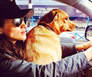 Meghan Markle dirigindo com o seu cachorro Bogart