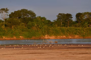 Aves no Rio Araguaia