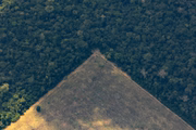 Floresta Amazônica e área desmatada perto de Porto Velho