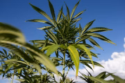 Os pesquisadores buscaram entender a relação entre o uso da cannabis e possíveis mudanças na estrutura do cérebro