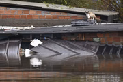 Gato preso em uma rua inundada em Porto Alegre