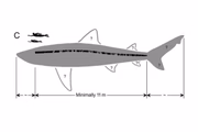 Estrutura da coluna de megalodon praticamente inteiramente preservada revelou ter 11 metros