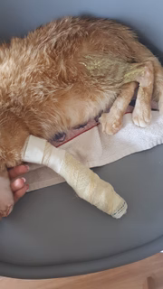 Gato precisou amputar a perna após queda