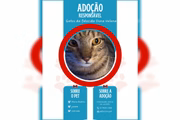 Gatos buscam novos lares no DF