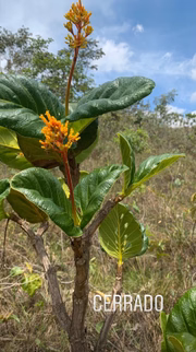 Ela ficou encantada com o cerrado
