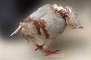 Aves já foram sacrificadas