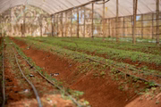 Graças ao serviço de entregas, Neli conseguiu escoar toda a produção da chácara e não teve que lidar com desperdício de alimentos
