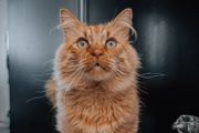 Gatos do pelo curto podem ser escovados a cada duas semanas, já os com o pelo mais longo precisam ser escovados um dia sim e um dia não, devido a facilidade em terem bolas de pelo