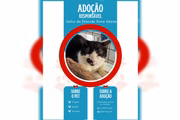 Gatos buscam novos lares no DF