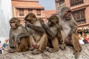 Agora, pesquisadores britânicos revelaram que o comportamento homossexual entre macacos é normal 